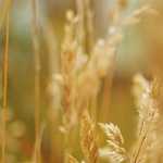 ご飯よりパンが好きな2児のママです^^