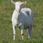 熊とサル　時々鹿。ところによりヤギ？